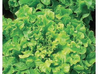 Салат листовой Витаминный (Поиск)